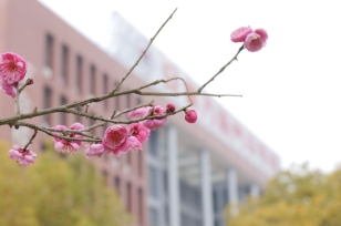 整个校园都是花的味道
