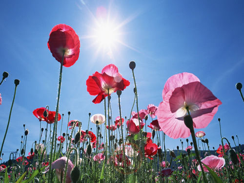 教学模式百花齐放