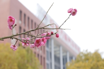 整个校园都是花的味道